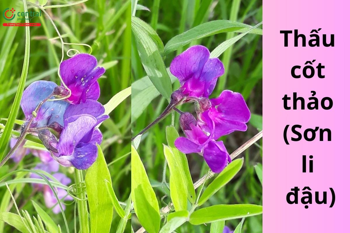 Thấu cốt thảo (Sơn li đậu - Lathyrus palustris subsp. pilosus (Cham.) Hultén)