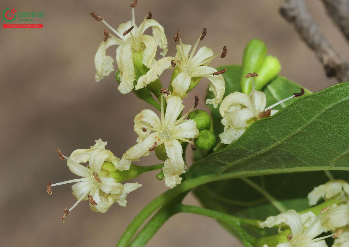 Thiên Đầu Thống (Trái Keo - Cordia dichotoma G. Forst)