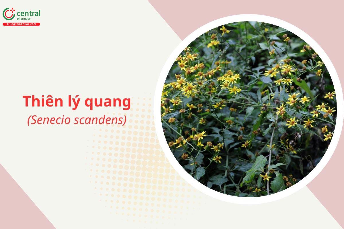 Thiên lý quang (Cửu lý minh, Cúc bạc leo - Senecio scandens)
