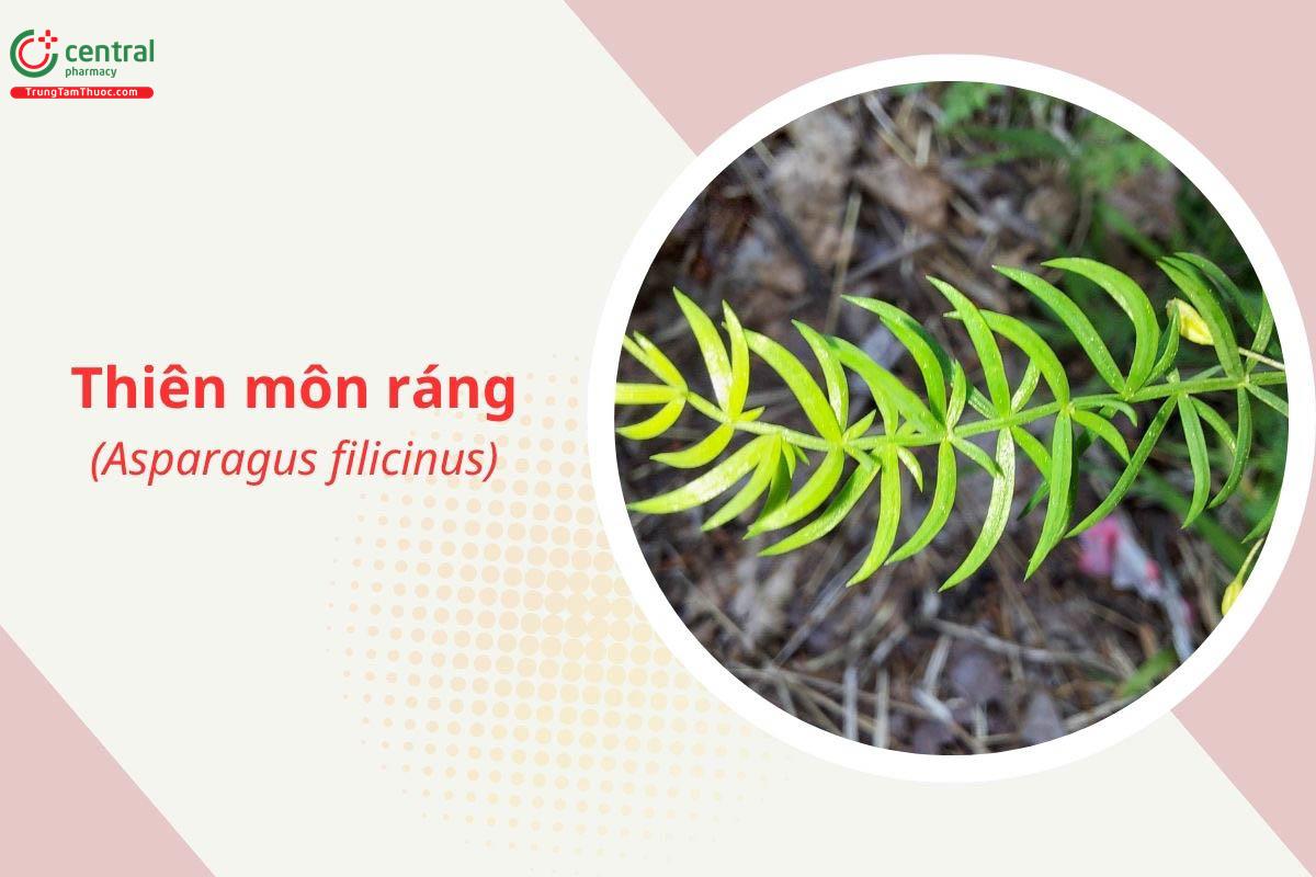 Thiên môn ráng (Asparagus filicinus)