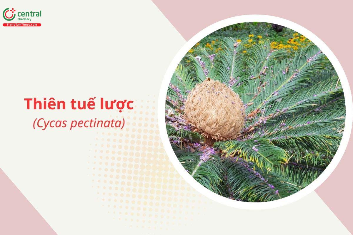 Thiên tuế lược (Cycas pectinata)
