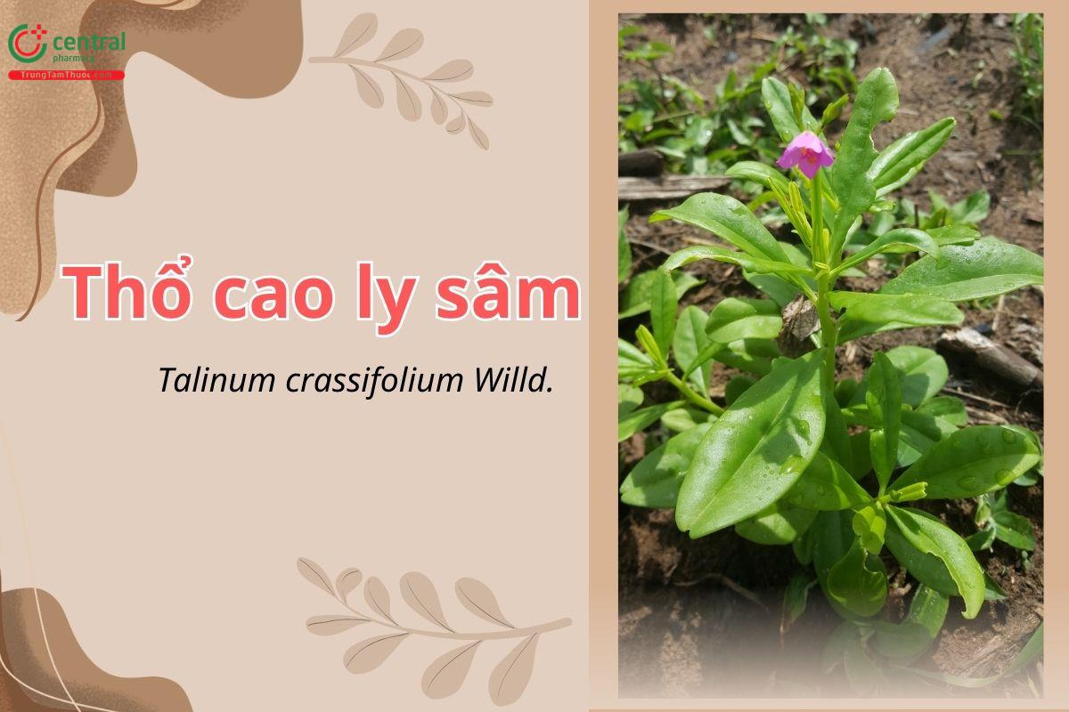 Thổ cao ly sâm (Sâm mồng tơi, thổ nhân sâm - Talinum crassifolium Willd.)