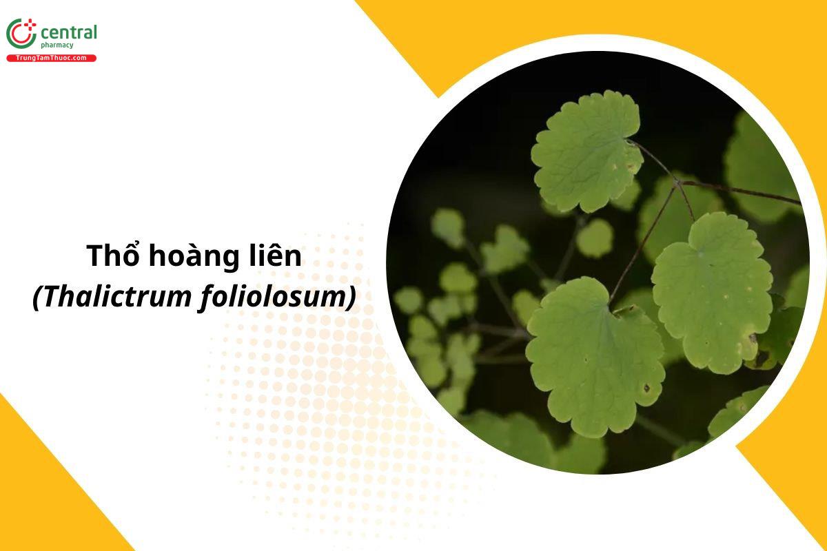 Thổ Hoàng Liên (Thalictrum foliolosum DC.)