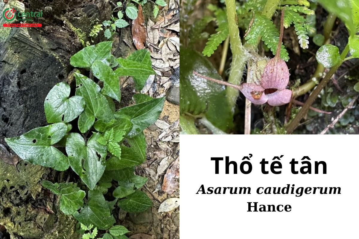 Thổ tế tân (Biến hóa, Quán chi, Đỗ hành - Asarum caudigerum Hance)