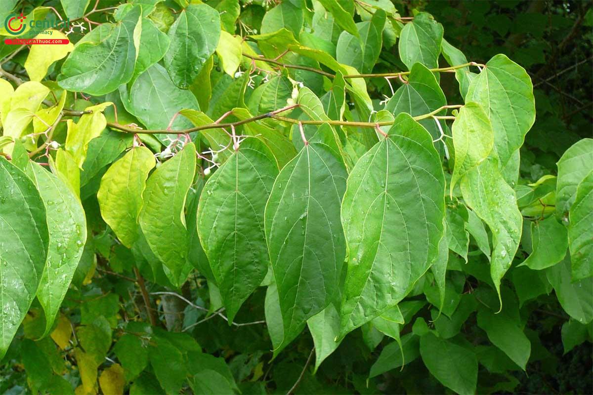 Thôi Ba (Thôi Chanh, Bát Giác Phong - Alangium chinense (Lour.) Harms.)