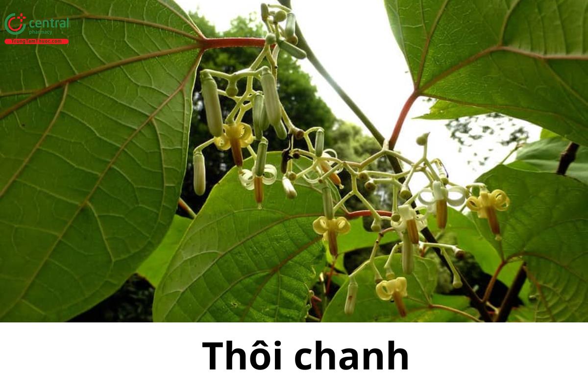 Thôi Chanh