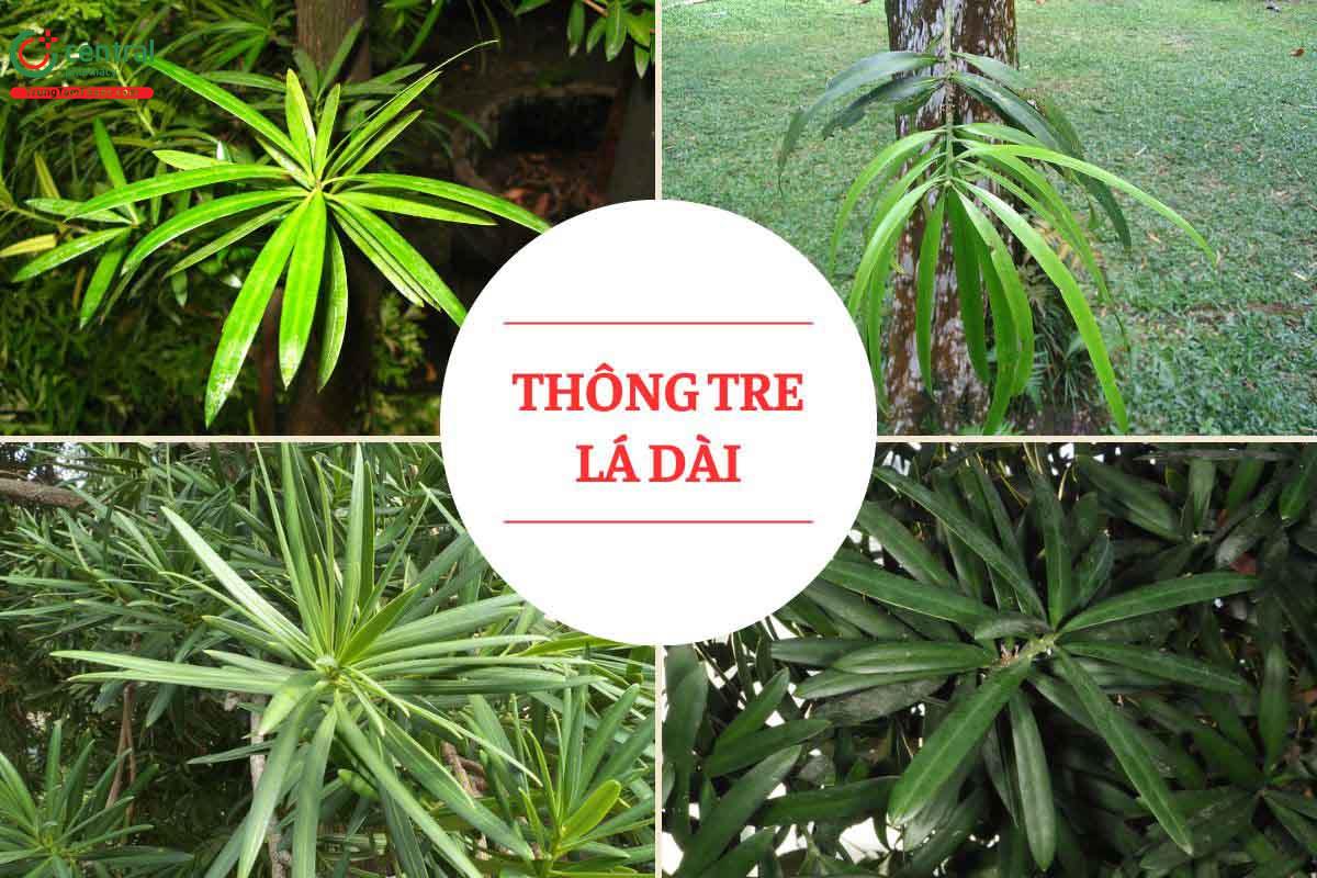 Thông Tre Lá Dài (Bách Niên Tùng - Podocarpus neriifolius D. Don)