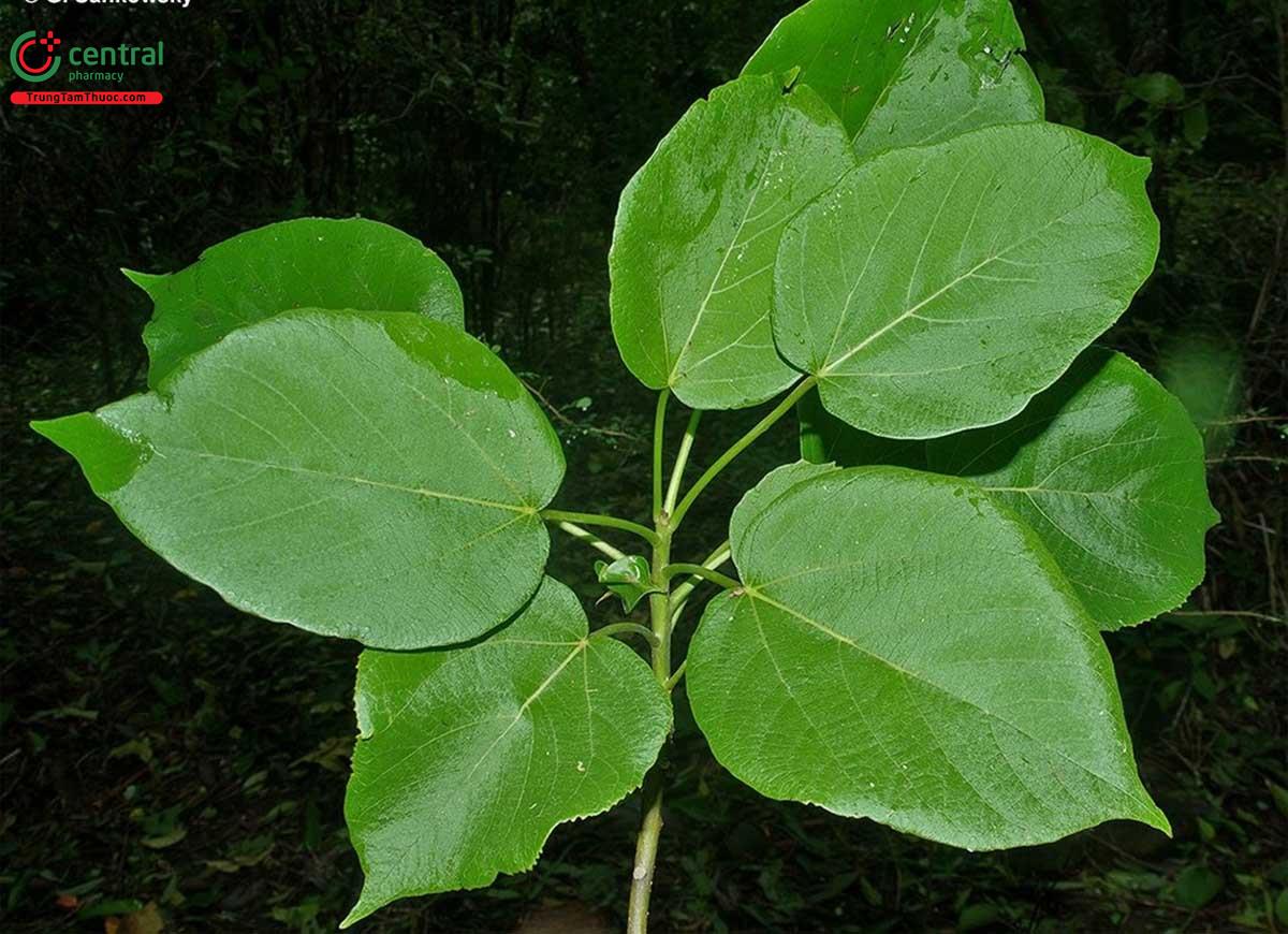 Thung (Tetrameles nudiflora R. Br.)