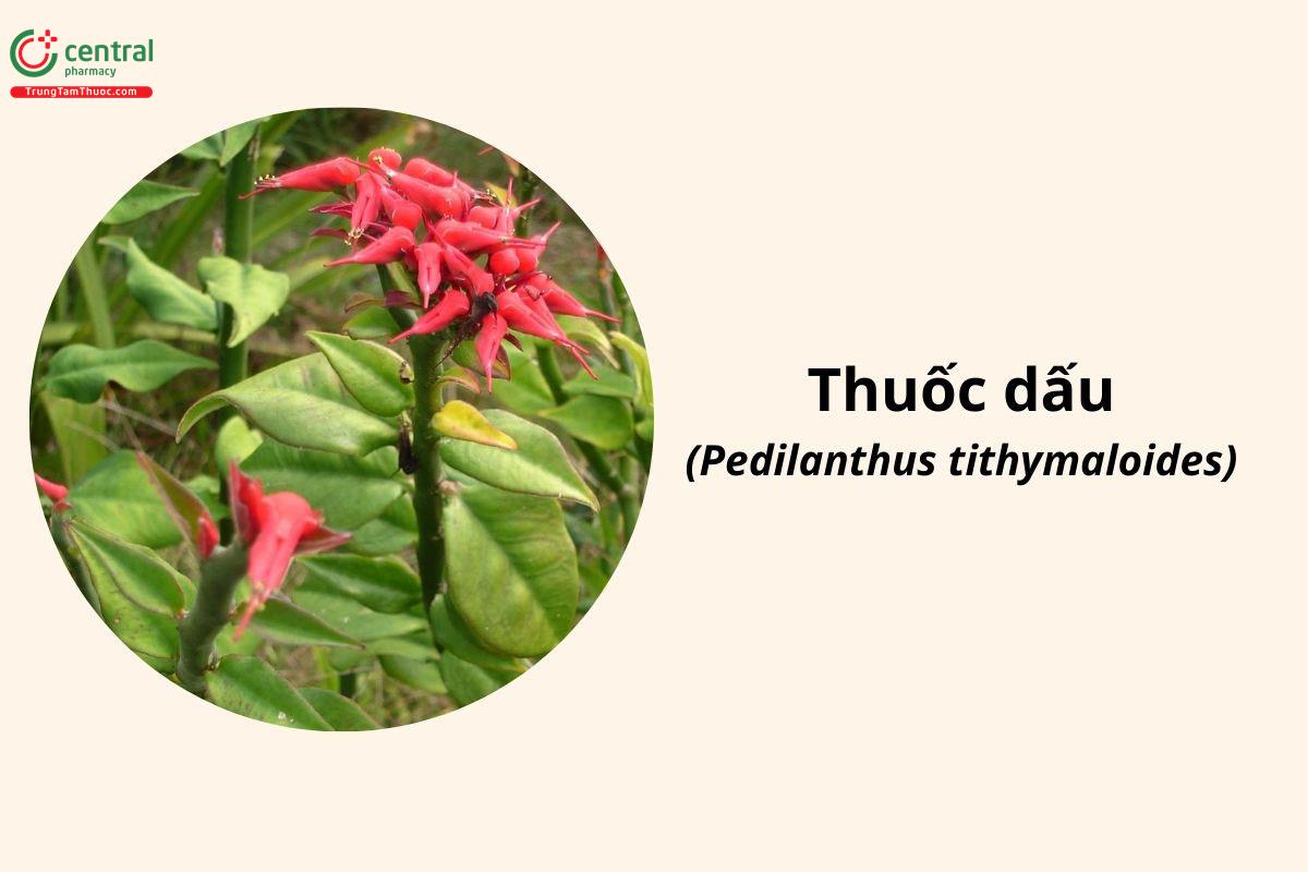 Thuốc Dấu (Thuốc Giấu, Hồng Tước San Hô - Pedilanthus tithymaloides (L.) Poit.)