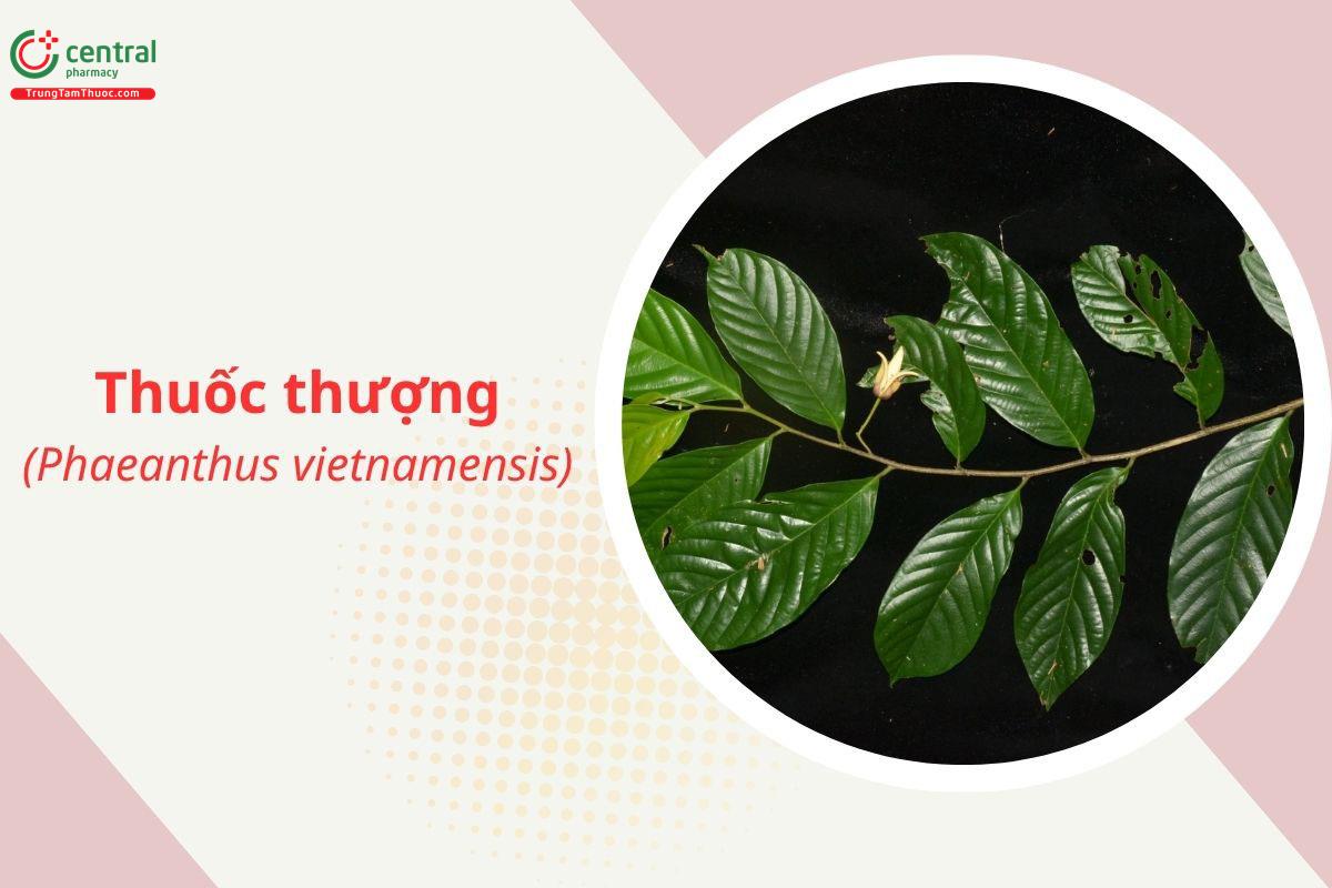 Thuốc thượng (Thuốc mọi - Phaeanthus vietnamensis)