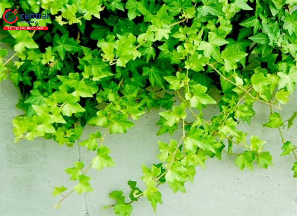 Thường Xuân (Hedera sinensis)