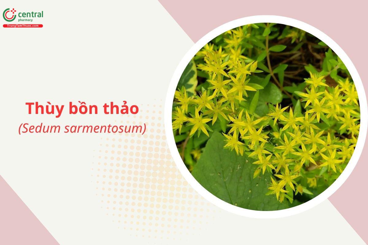 Thùy bồn thảo (Sedum sarmentosum Bunge)