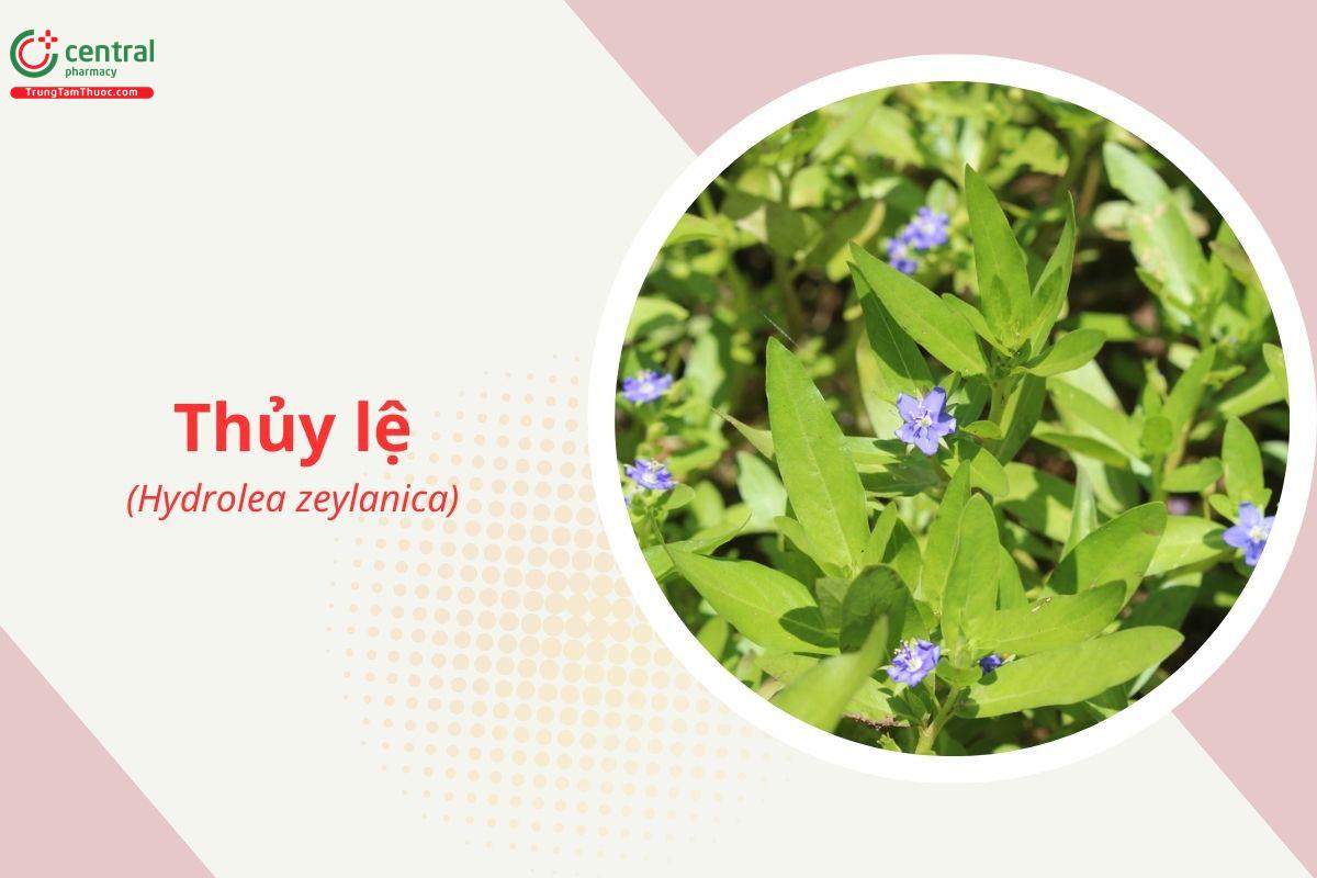 Thủy lệ (Lá nước - Hydrolea zeylanica)
