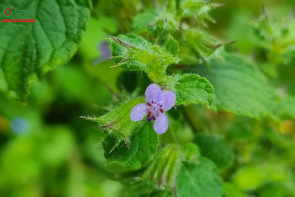 Tía tô giới (É lớn tròng, Tía tô dại - Mesosphaerum suaveolens (L.) Kuntze)