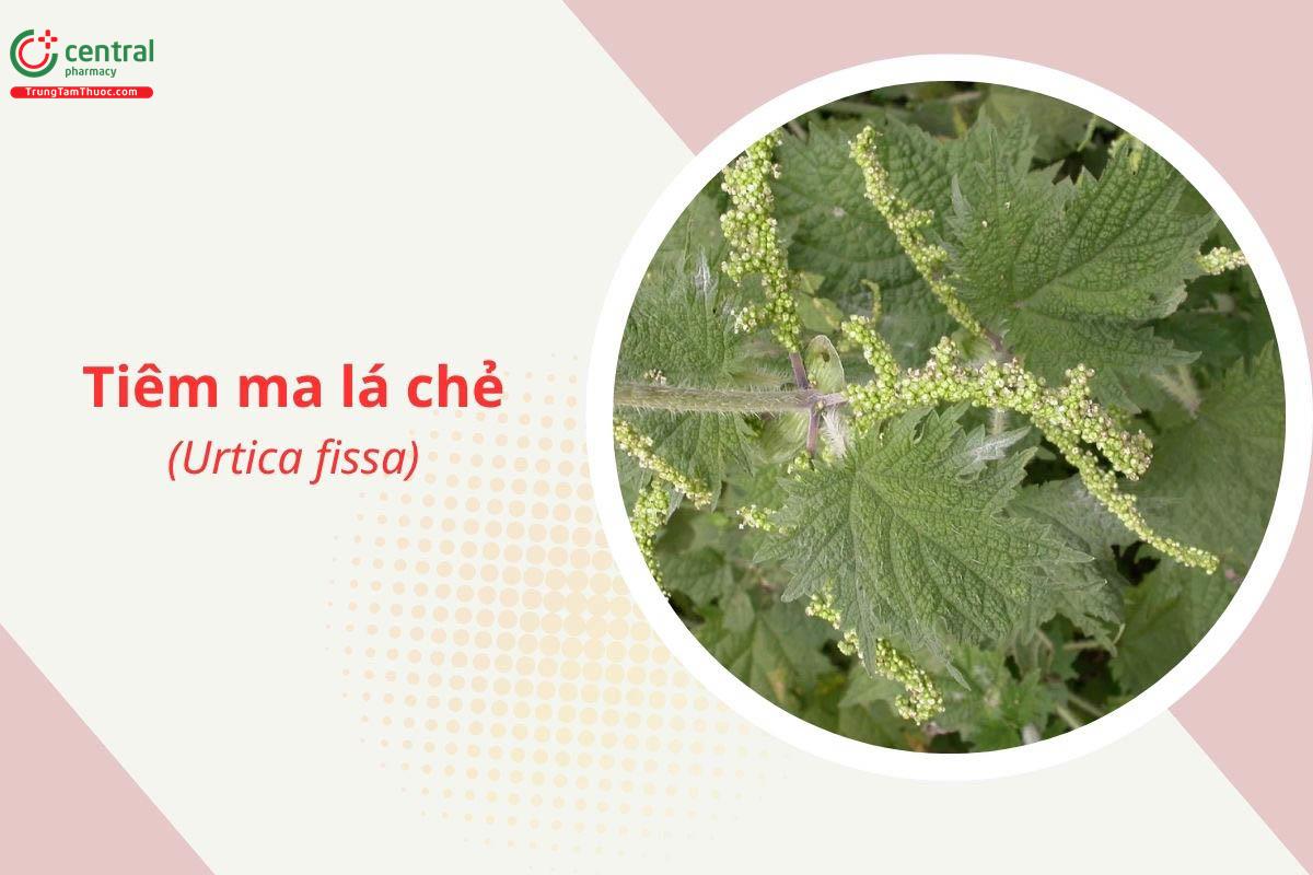 Tiêm ma lá chẻ (Ngứa chẻ - Urtica fissa E. Pritz.)