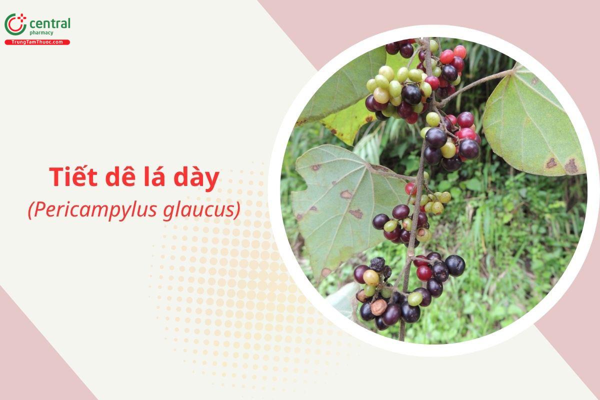 Tiết dê lá dày (Pericampylus glaucus)
