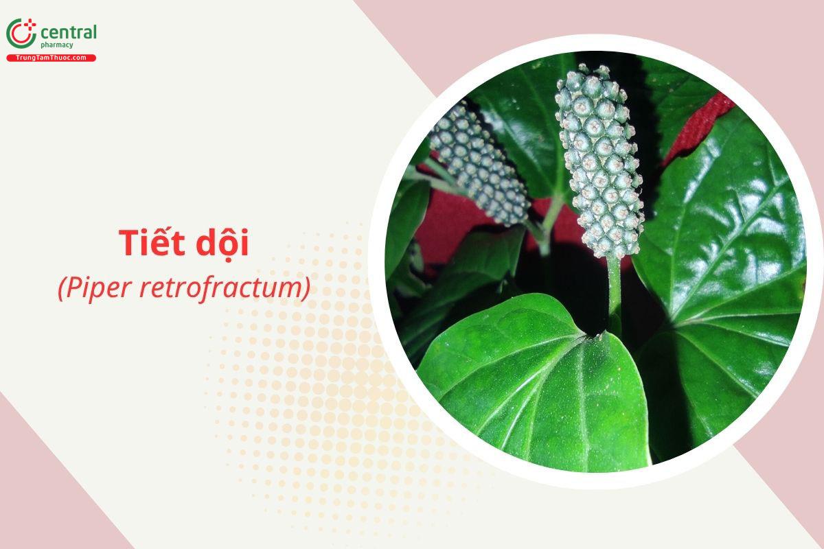 Tiêu dội (Tiêu gập, Dã tiêu - Piper retrofractum)