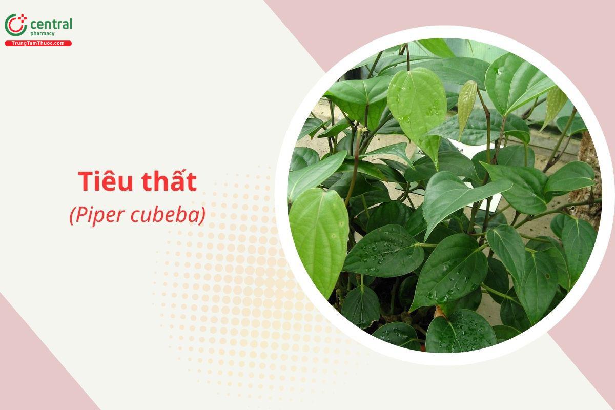 Tiêu thất (Piper cubeba)