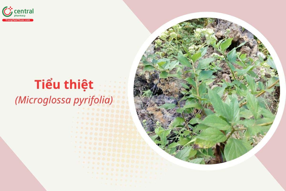 Tiểu thiệt (Vi thiệt, Đồng đơn - Microglossa pyrifolia)