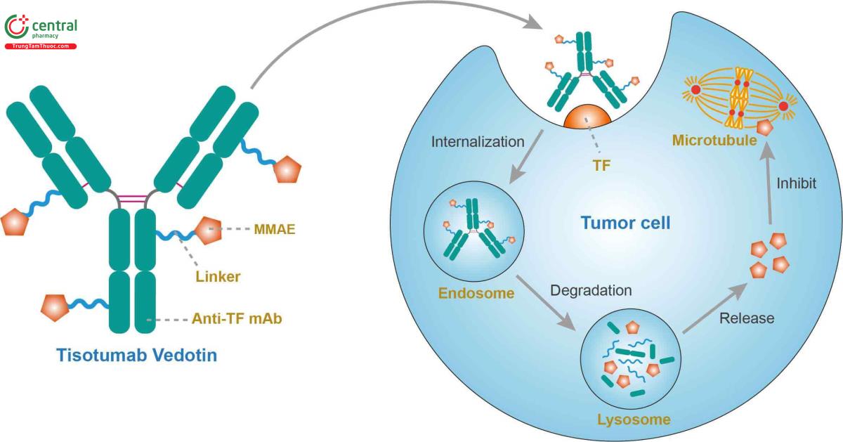 Tisotumab Vedotin