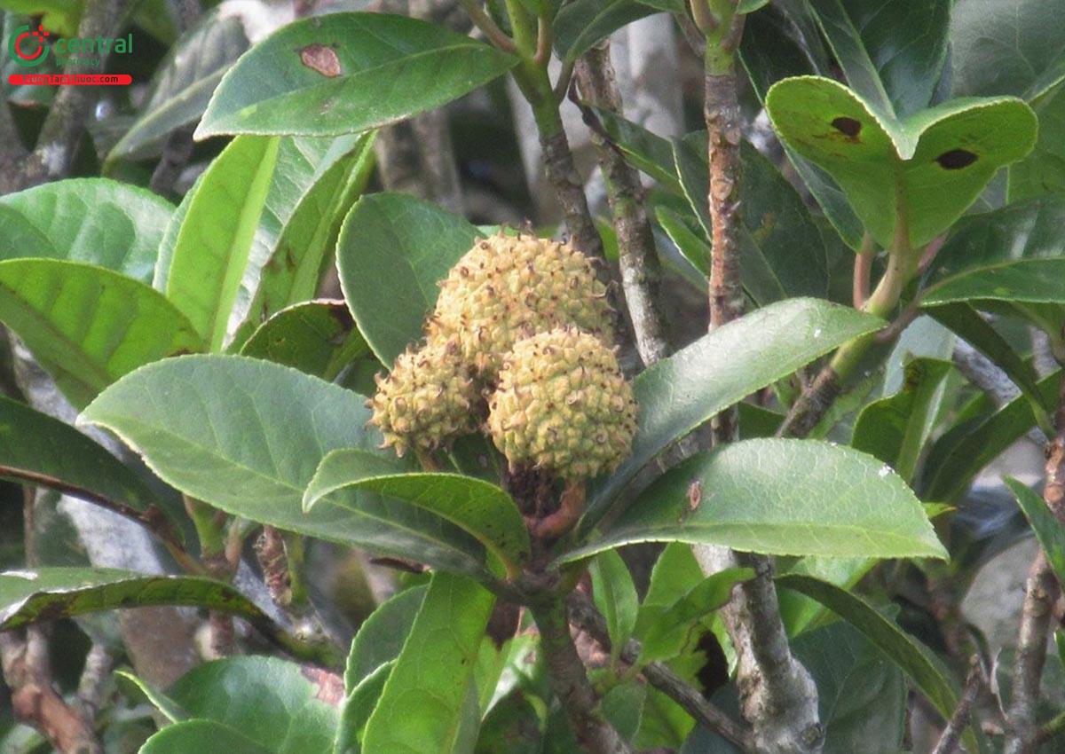 Tô Hạp (Altingia chinensis)