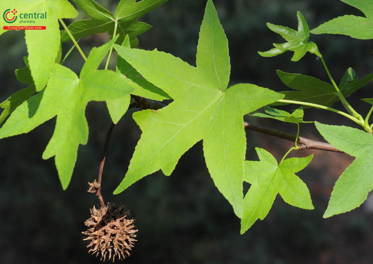 Tô Hạp Hương (Liquidambar orientalis Mill.)