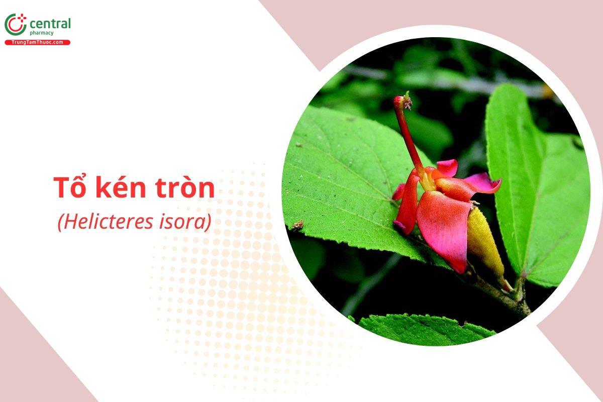 Tổ Kén Tròn (Helicteres isora L.)