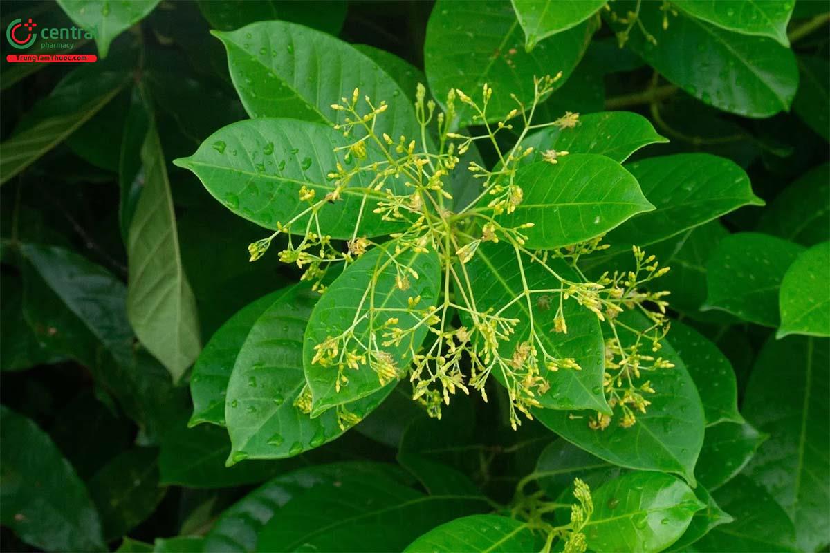 Tốc Thằng Cáng (Ngày Voi - Anodendron paniculatum (Roxb.) A. DC.)