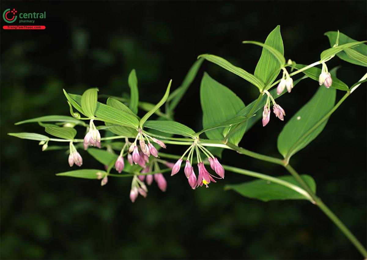 Tóc Tiên Rừng (Disporum calcaratum)