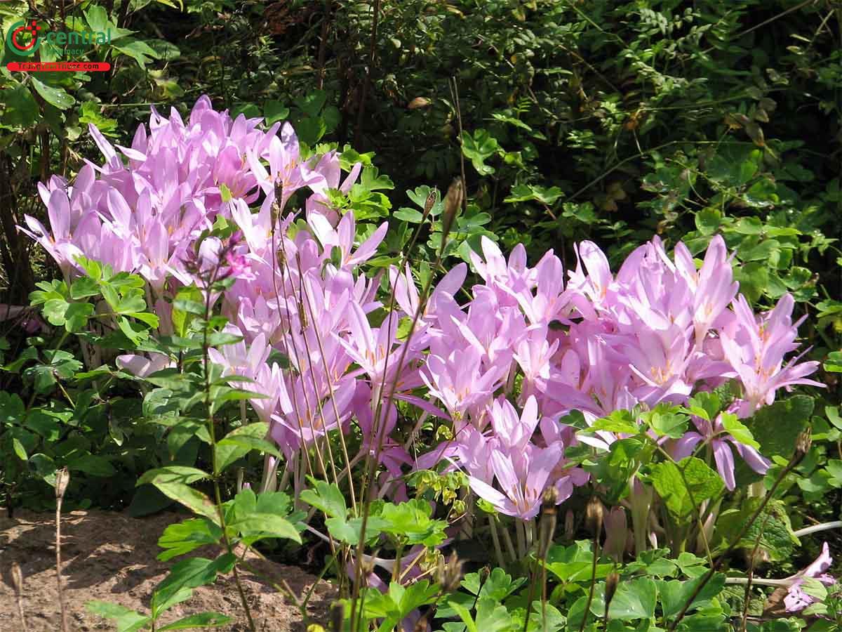 Tỏi Độc (Colchicum autumnale L.)