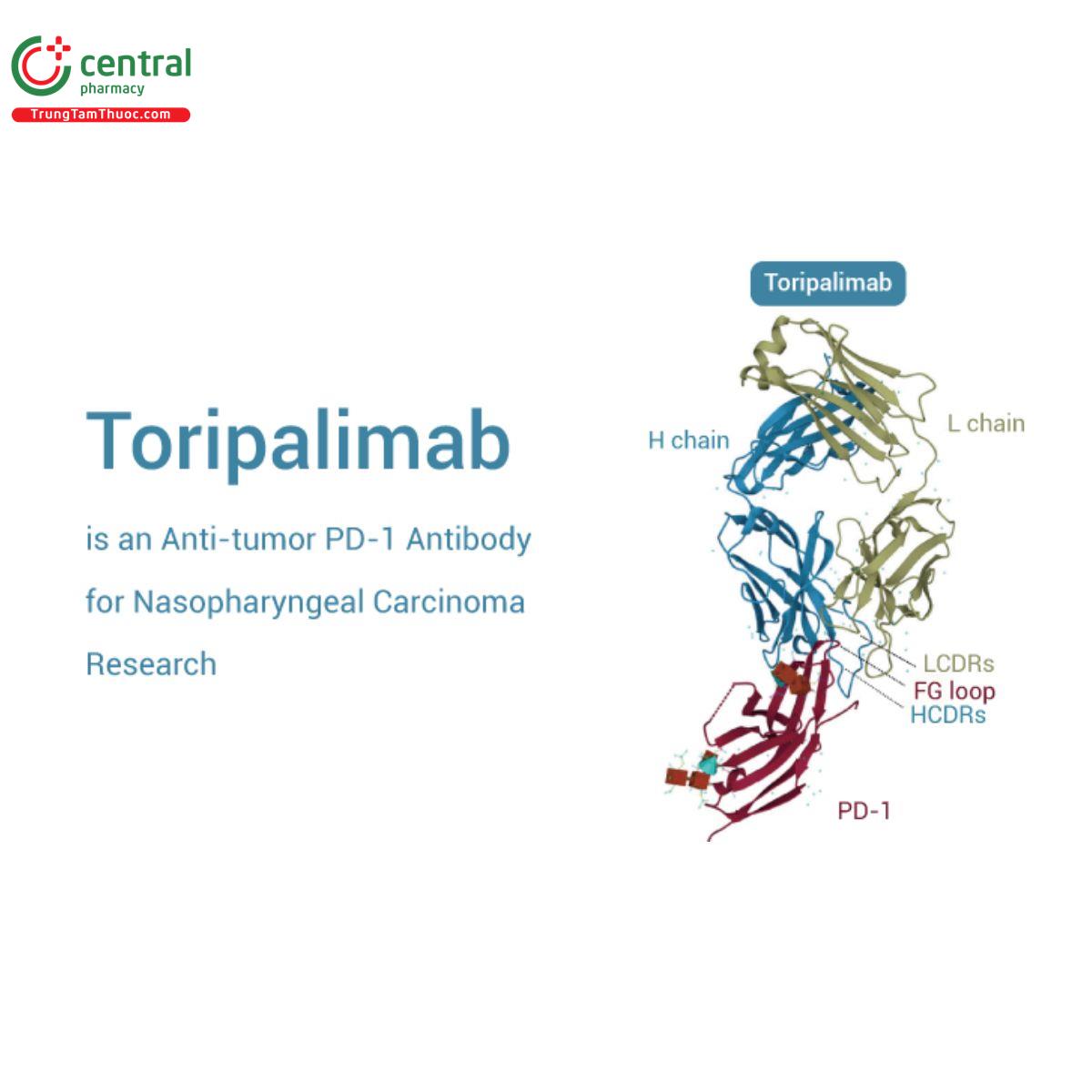 Toripalimab