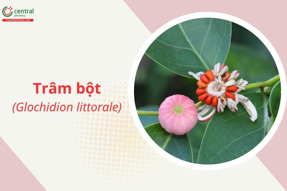 Trâm bột (Bọt ếch biển - Glochidion littorale)