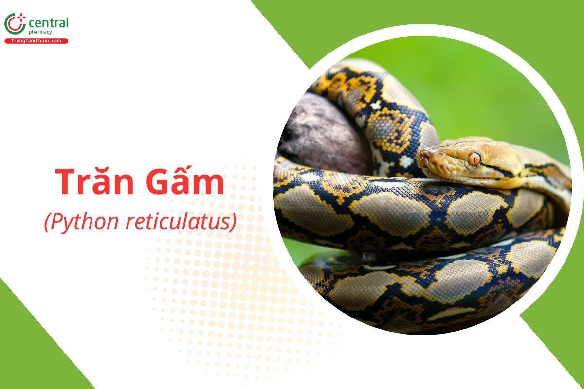 Trăn Gấm (Con Nưa, Trăn Gió, Trăn Vàng, Trăn Hoa - Python reticulatus)