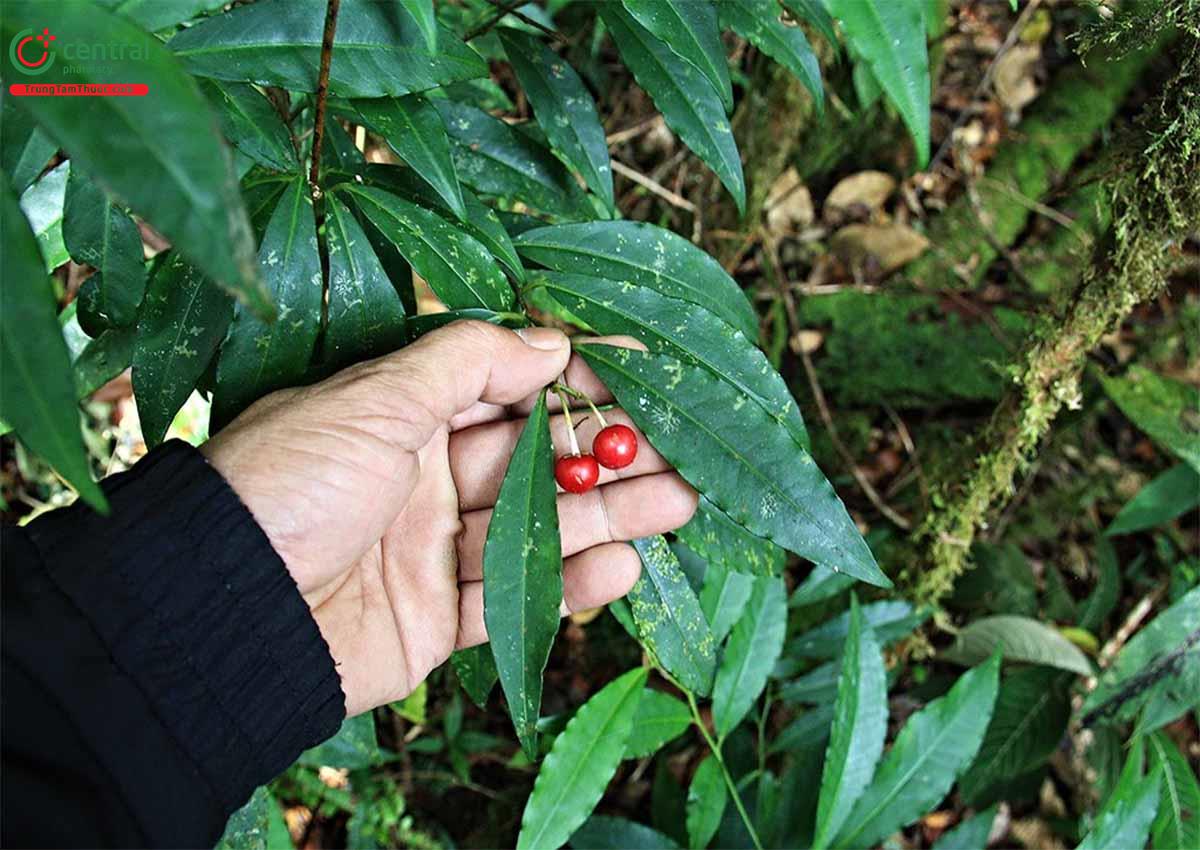 Trọng Đũa (Ardisia crenata Sims)