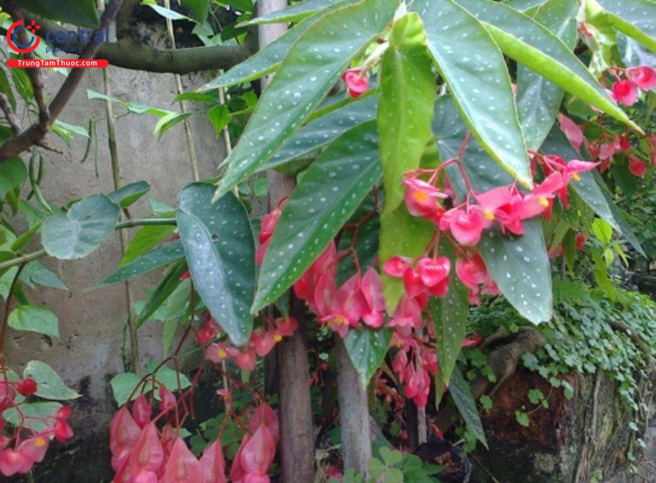 Trúc Pháp (Begonia coccinea Hook.)