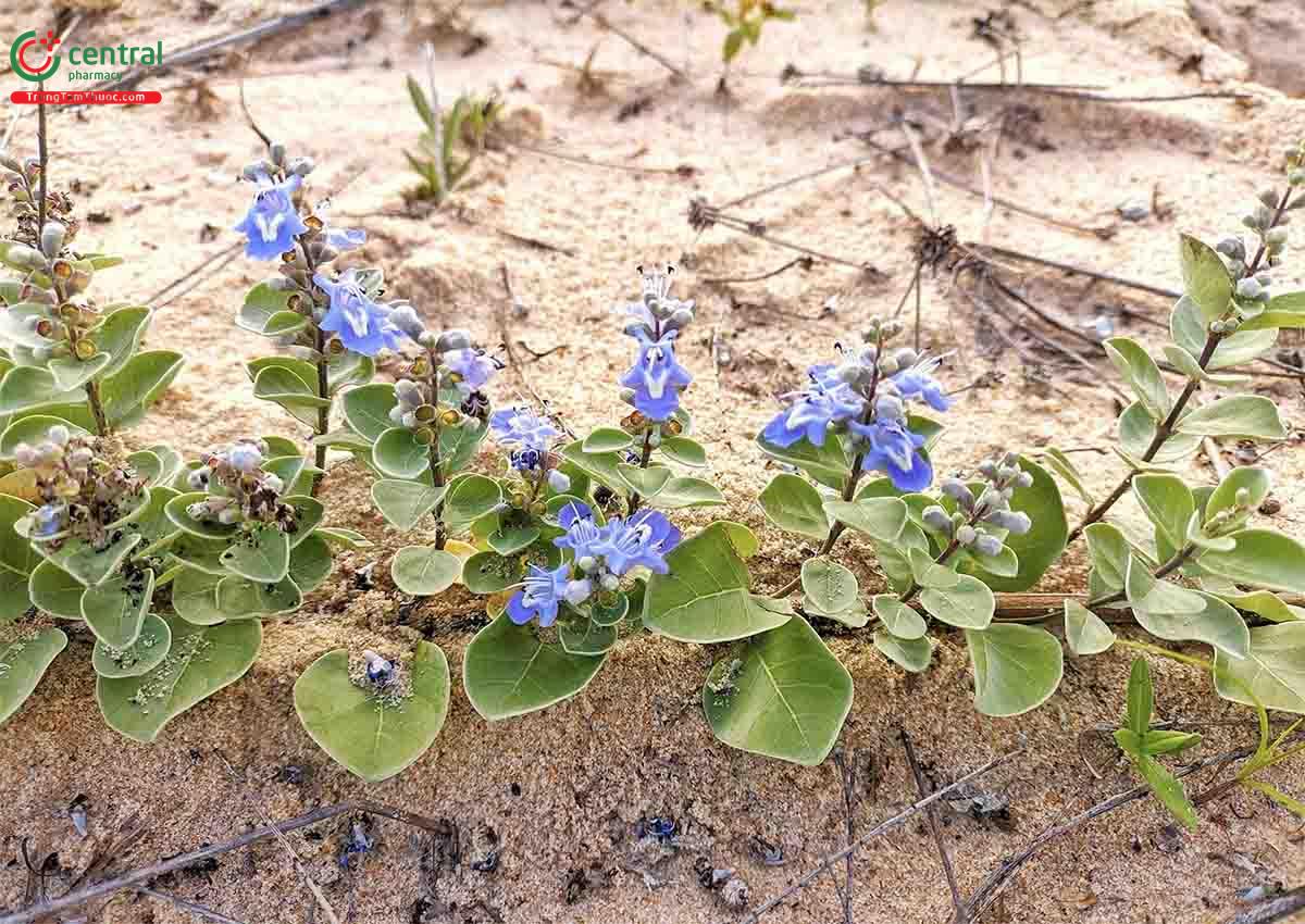 Từ Bi Biển (Bình Linh Xoan, Quan Âm Biển - Vitex rotundifolia L. f.)