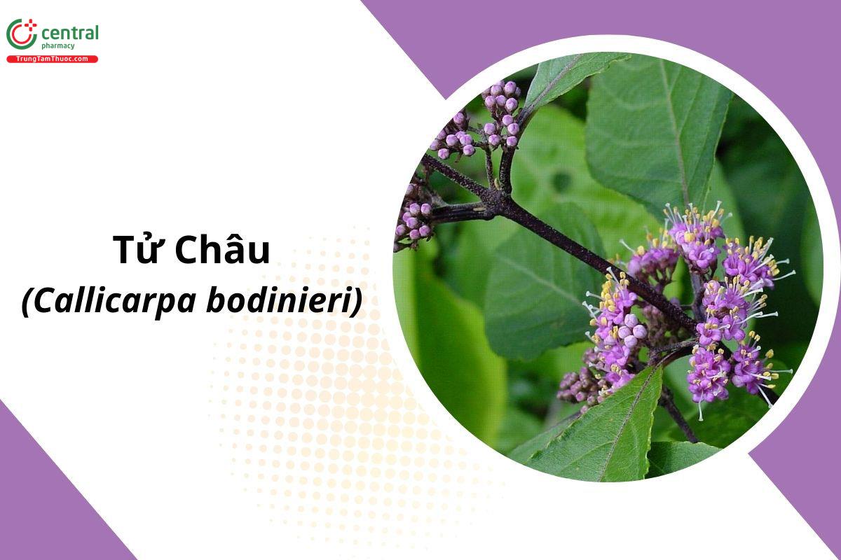 Tử Châu (Callicarpa bodinieri H. Lev.)