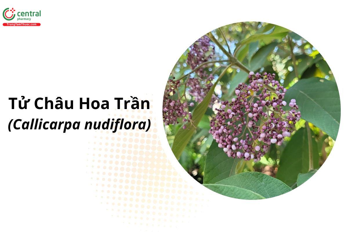 Tử Châu Hoa Trần (Callicarpa nudiflora Hook. et Arn.)