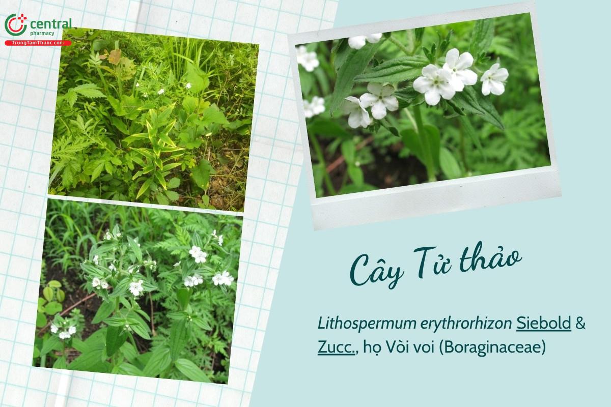 Tử thảo (Cỏ ngọc, nganh tử thảo - Lithospermum erythrorhizon Siebold & Zucc.)