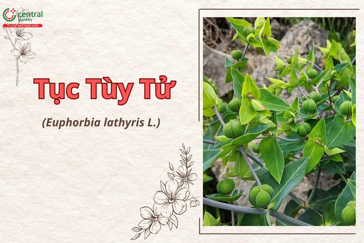 Tục tùy tử (Euphorbia lathyris)