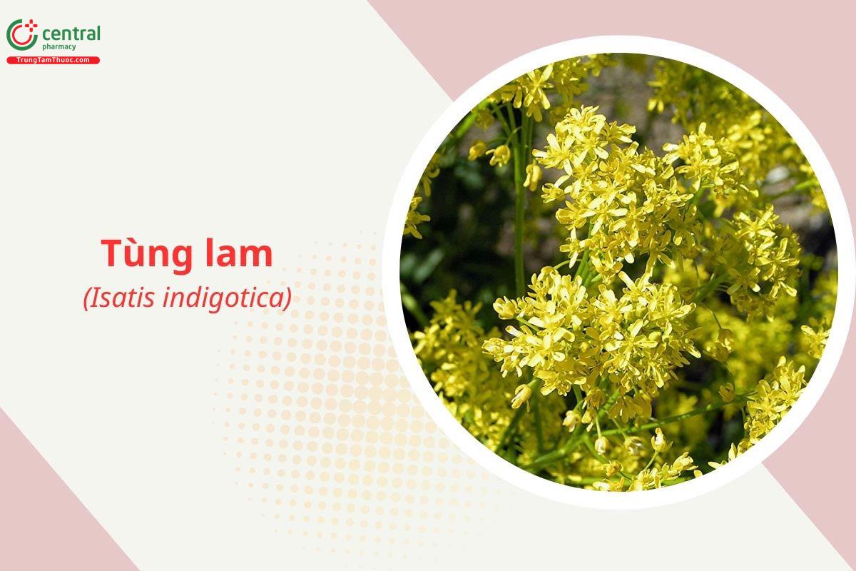 Tùng lam (Bàn lam căn - Isatis indigotica L.)