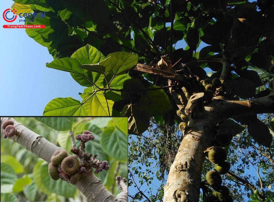 Cây Vả (Ficus auriculata Lour.)