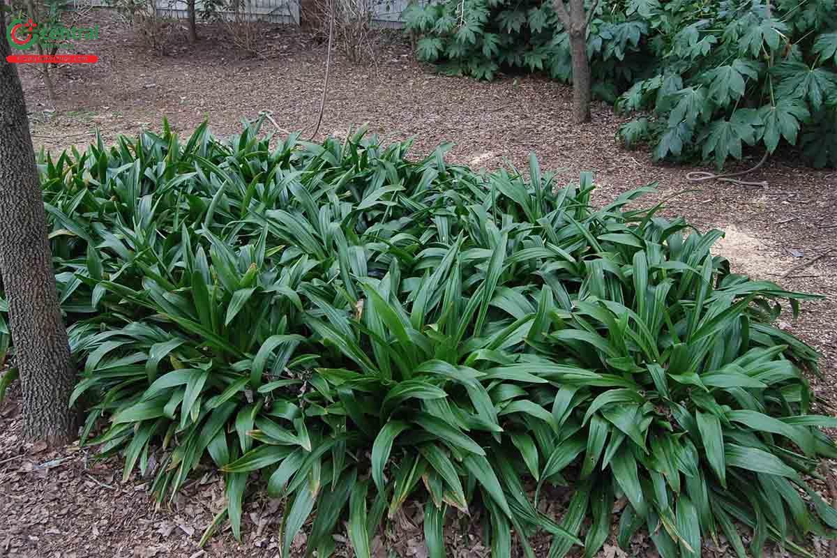 Vạn Niên Thanh (Rhodea japonica Roth.)