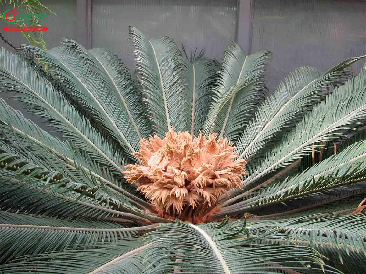 Vạn Tuế (Cycas revoluta Thunb.)