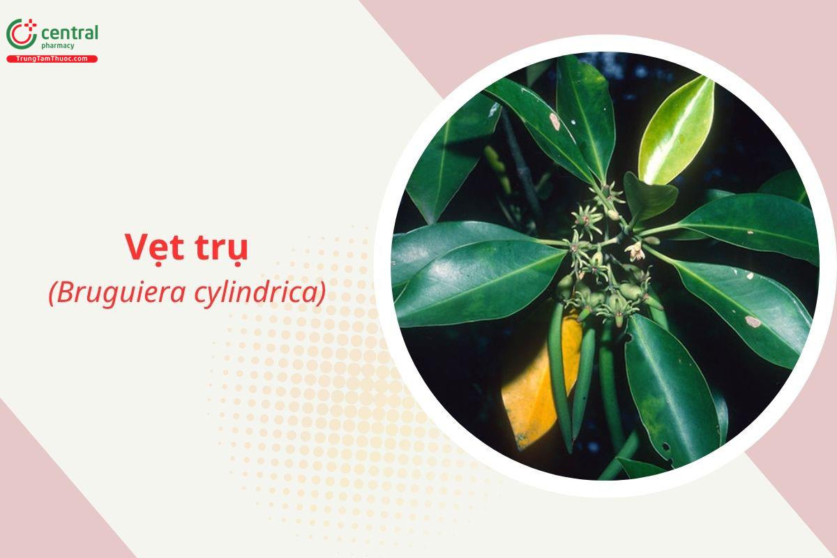 Vẹt trụ (Bruguiera cylindrica)