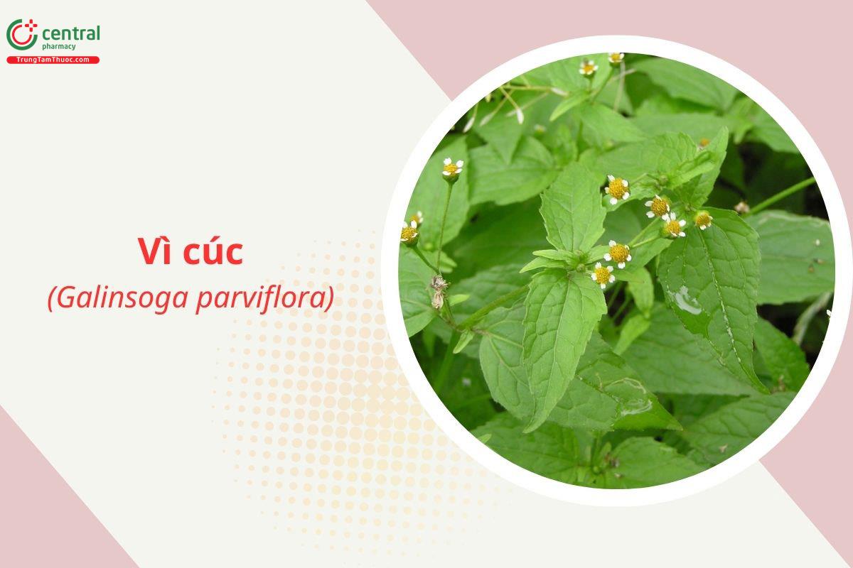 Vì cúc (Cỏ thỏ - Galinsoga parviflora)