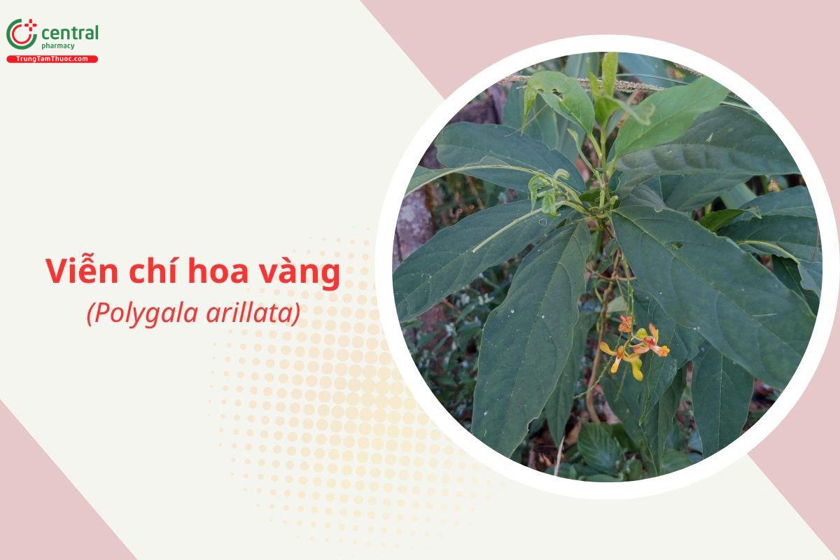 Viễn chí hoa vàng (Polygala arillata)