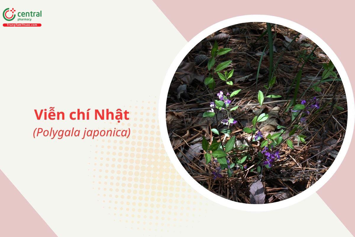 Viễn chí Nhật (Nam viễn chí - Polygala japonica)