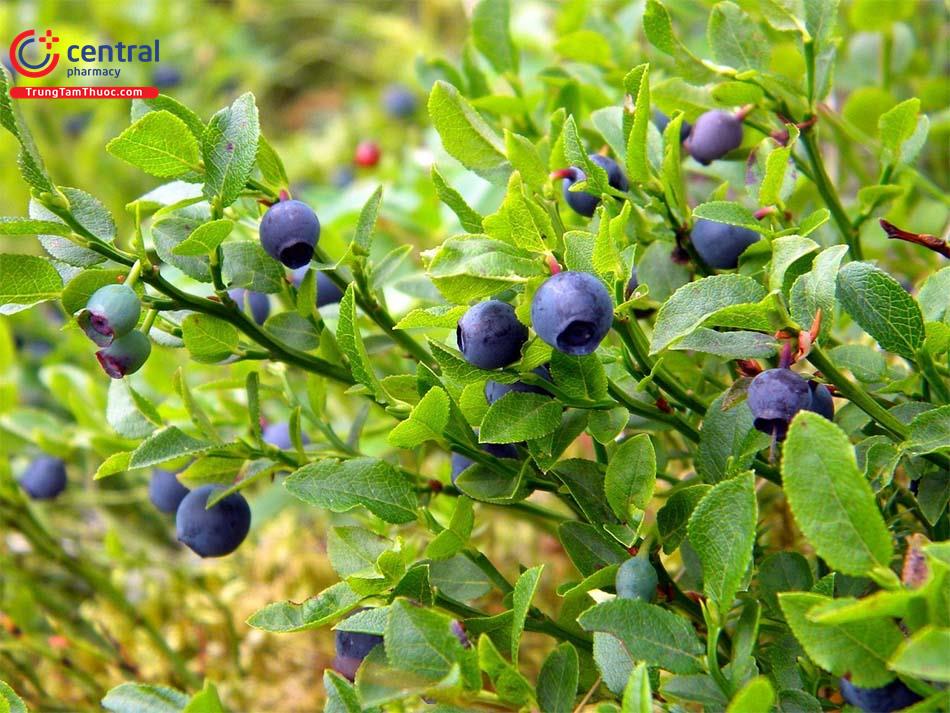 Việt Quất (Vaccinium myrtillus L.)