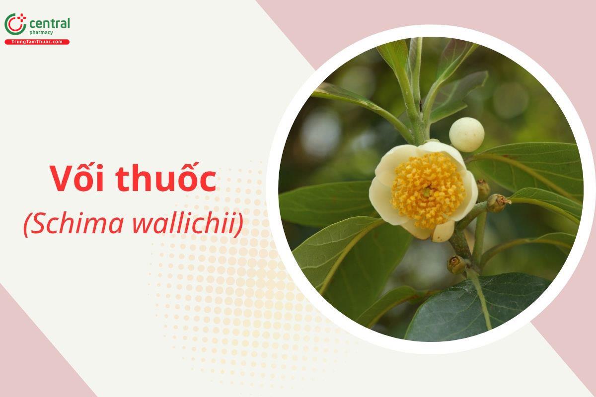 Vối thuốc (Gỗ hà - Schima wallichii)